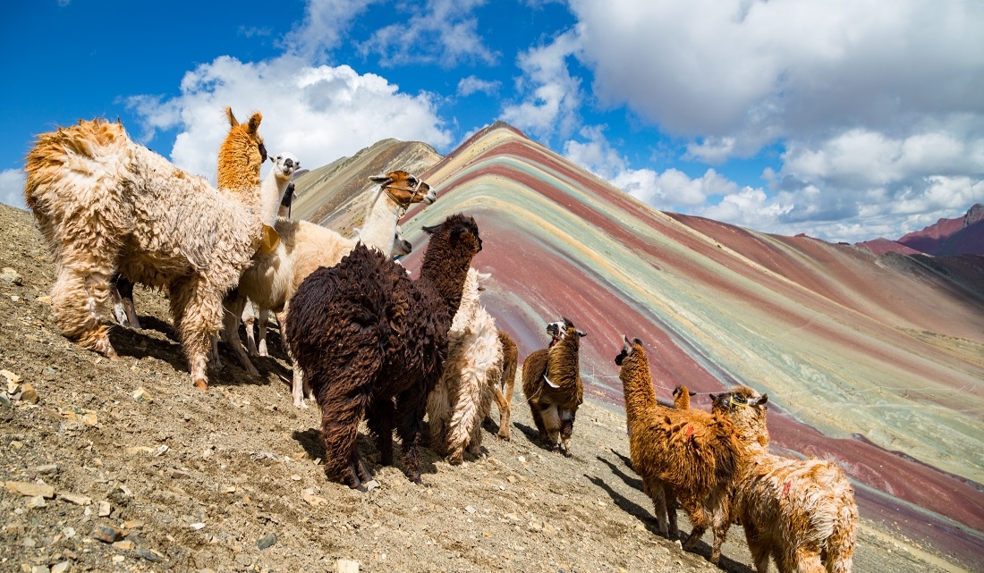 Alpacas Rainbow Mountain