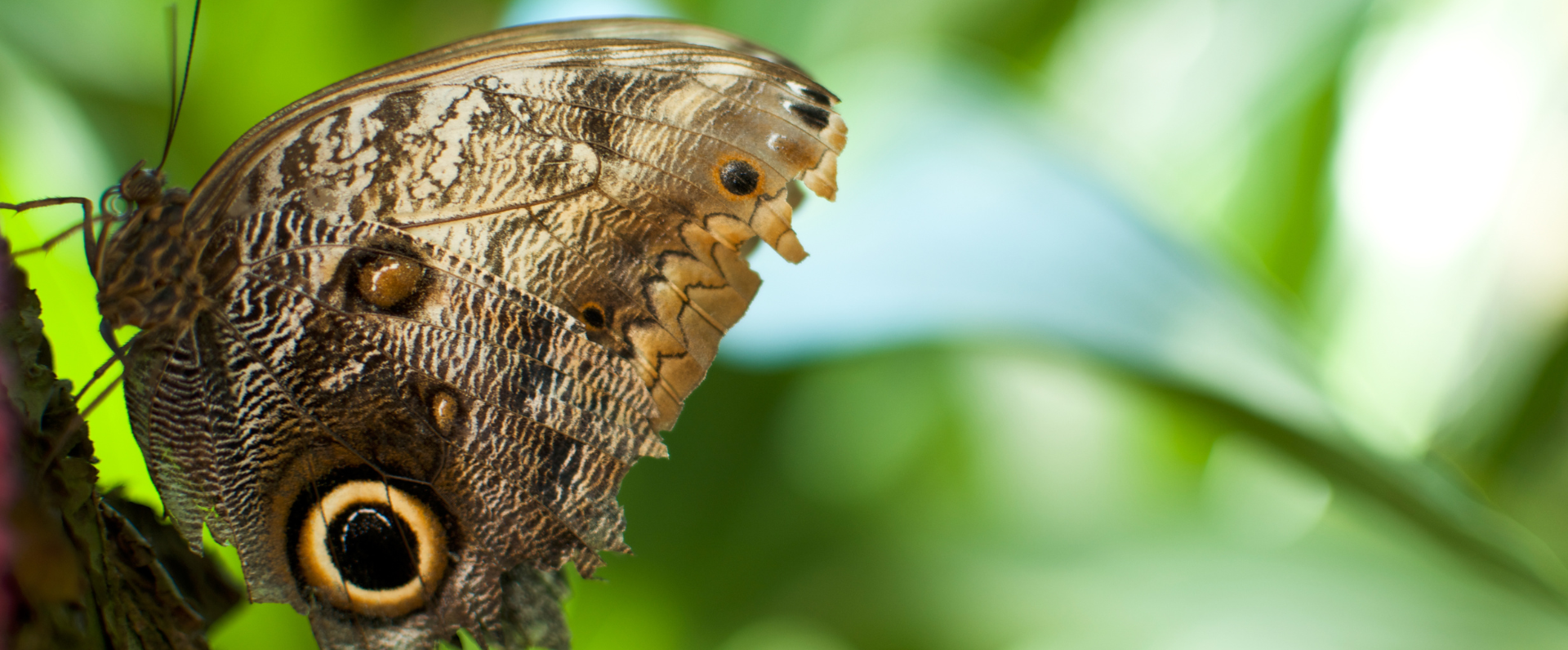 machu picchu butterfly garden