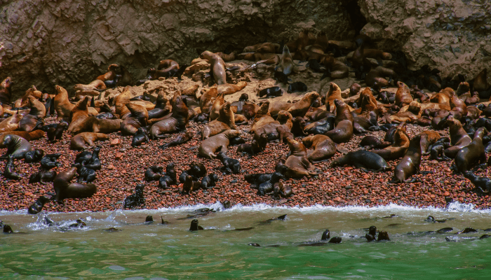 Islas Ballestas