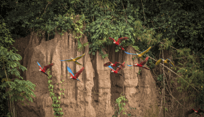 Reserva Nacional de Tambopata